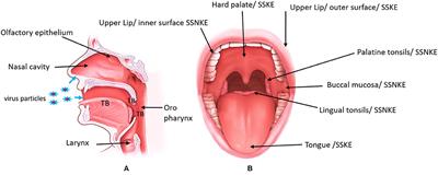 Oral Mucosa, Saliva, and COVID-19 Infection in Oral Health Care